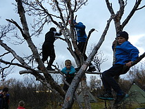Ilar gutter i trærne.  Govvat/Foto: Inga-Maja Jernsletten.